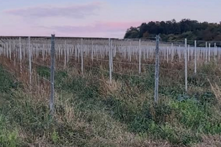 Novovysadené vinohrady Skalica zdroj: Enom pro nás fb skupina foto: OJ