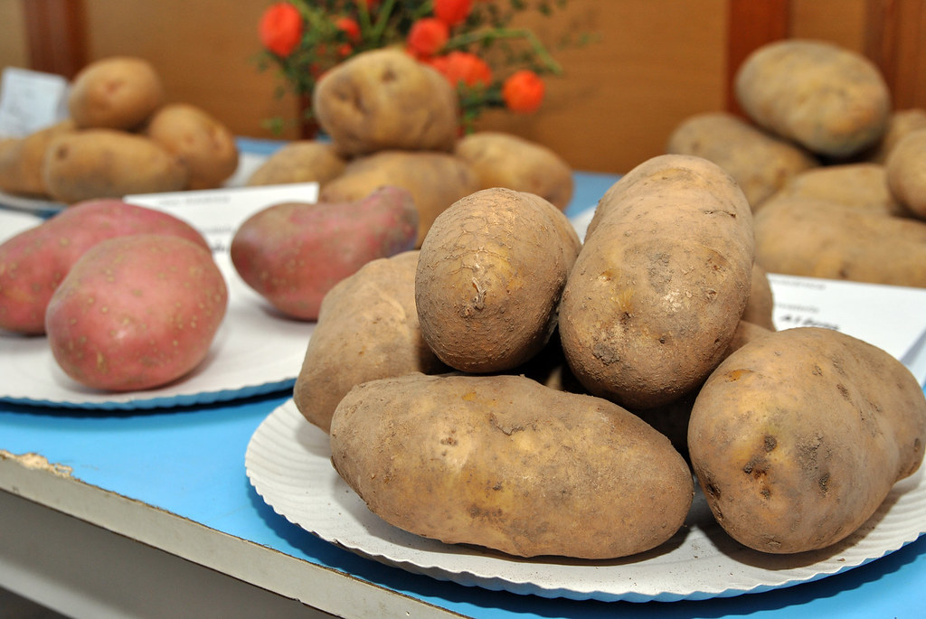 Krumpolový deň v Sološnici